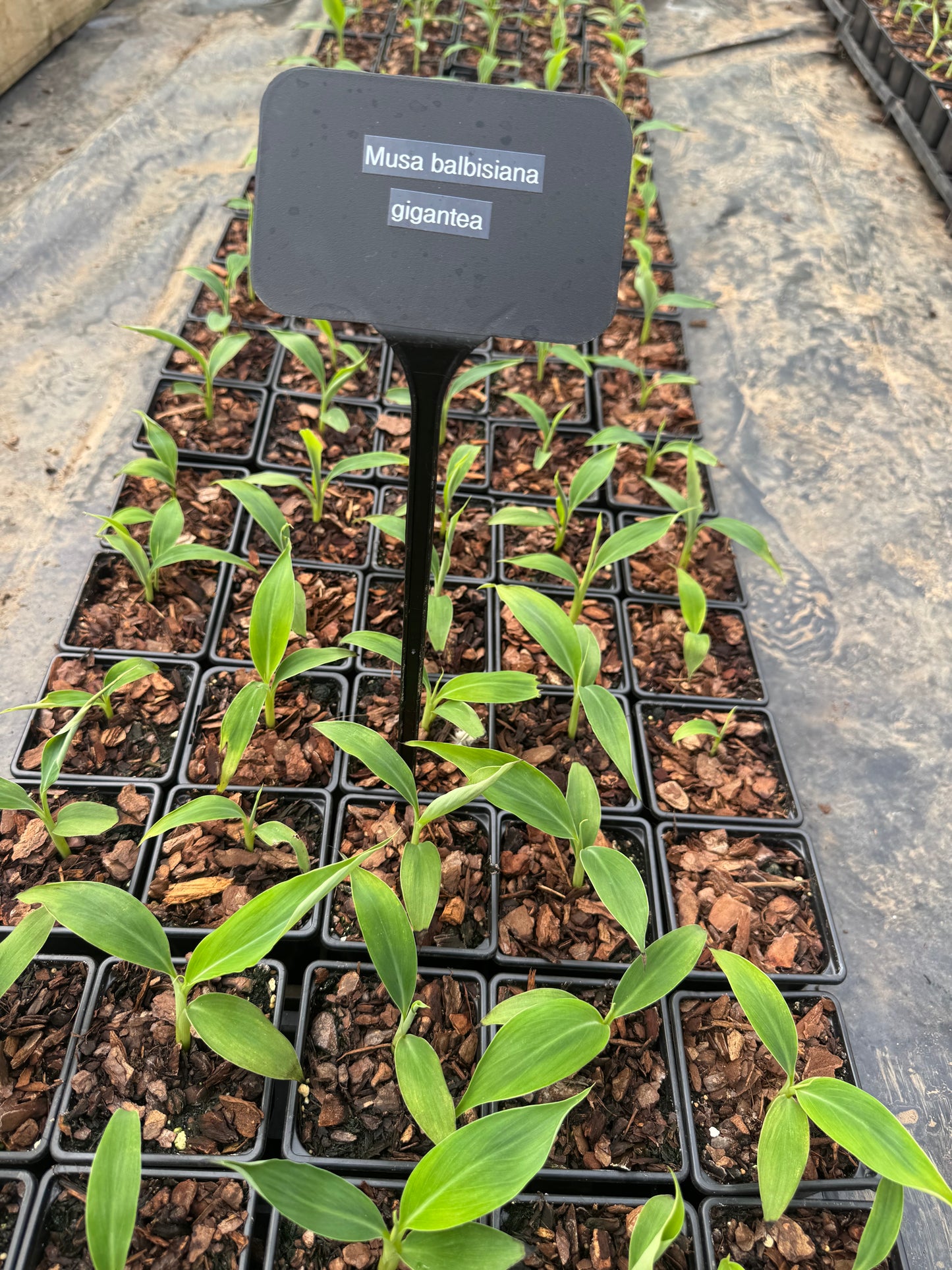 Musa balbisiana ‘Thai Black’/’Atia Black’ Gigantea triple pack