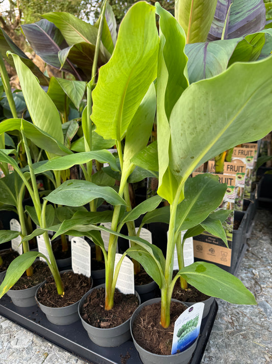 Musa dajiao
