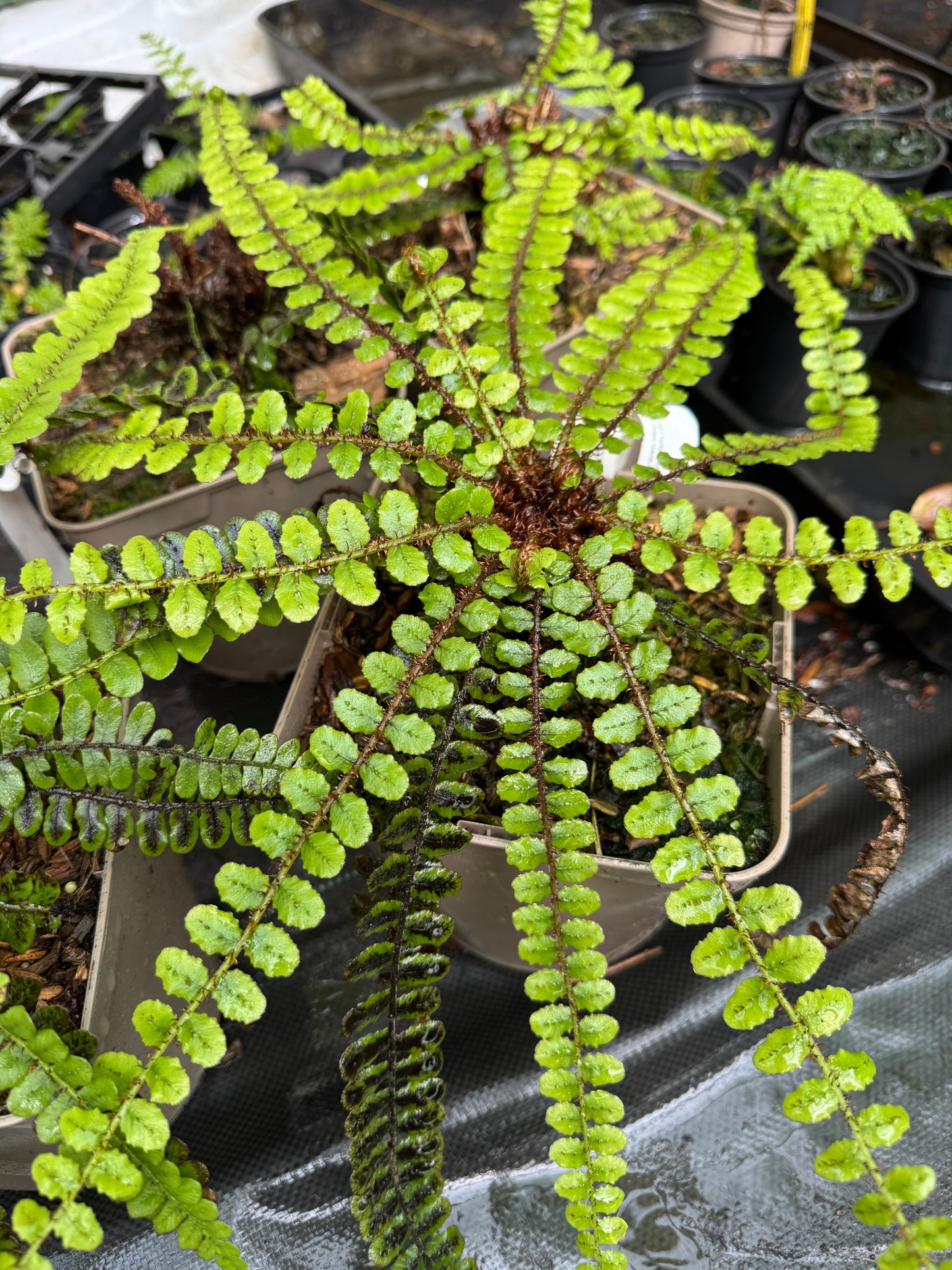 Blechnum fluviatile