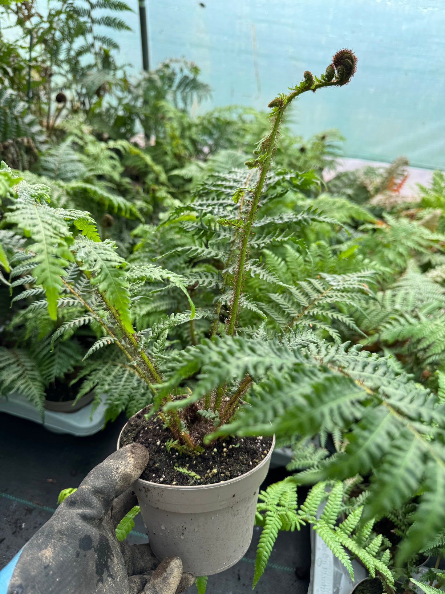 Small Cyathea cooperi – Tree fern