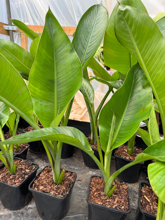 Ensete ventricosum 'Hiniba' medium