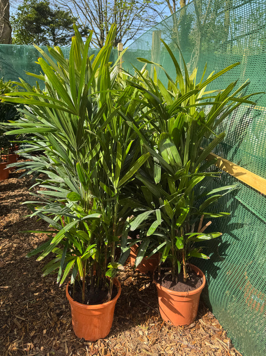 Rhapis excelsa (Lady Palm)