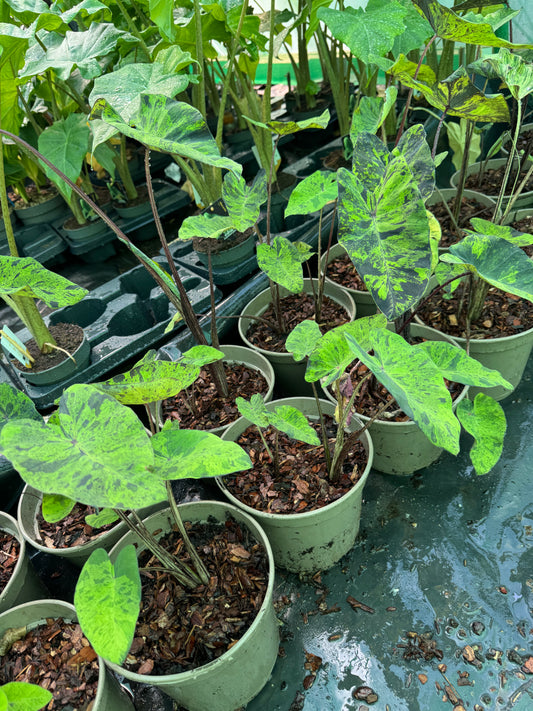 Colocasia esculenta 'Mojito'