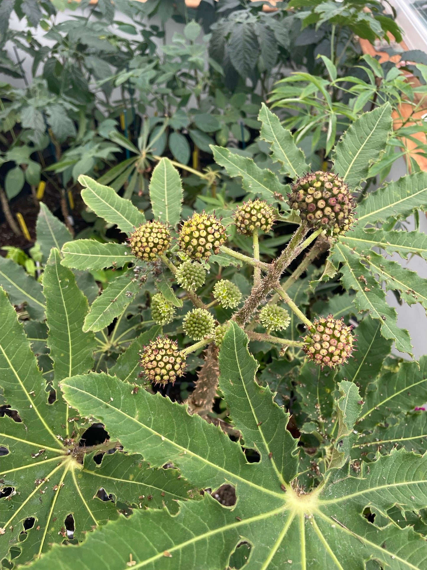 Brassiaopsis hispida small