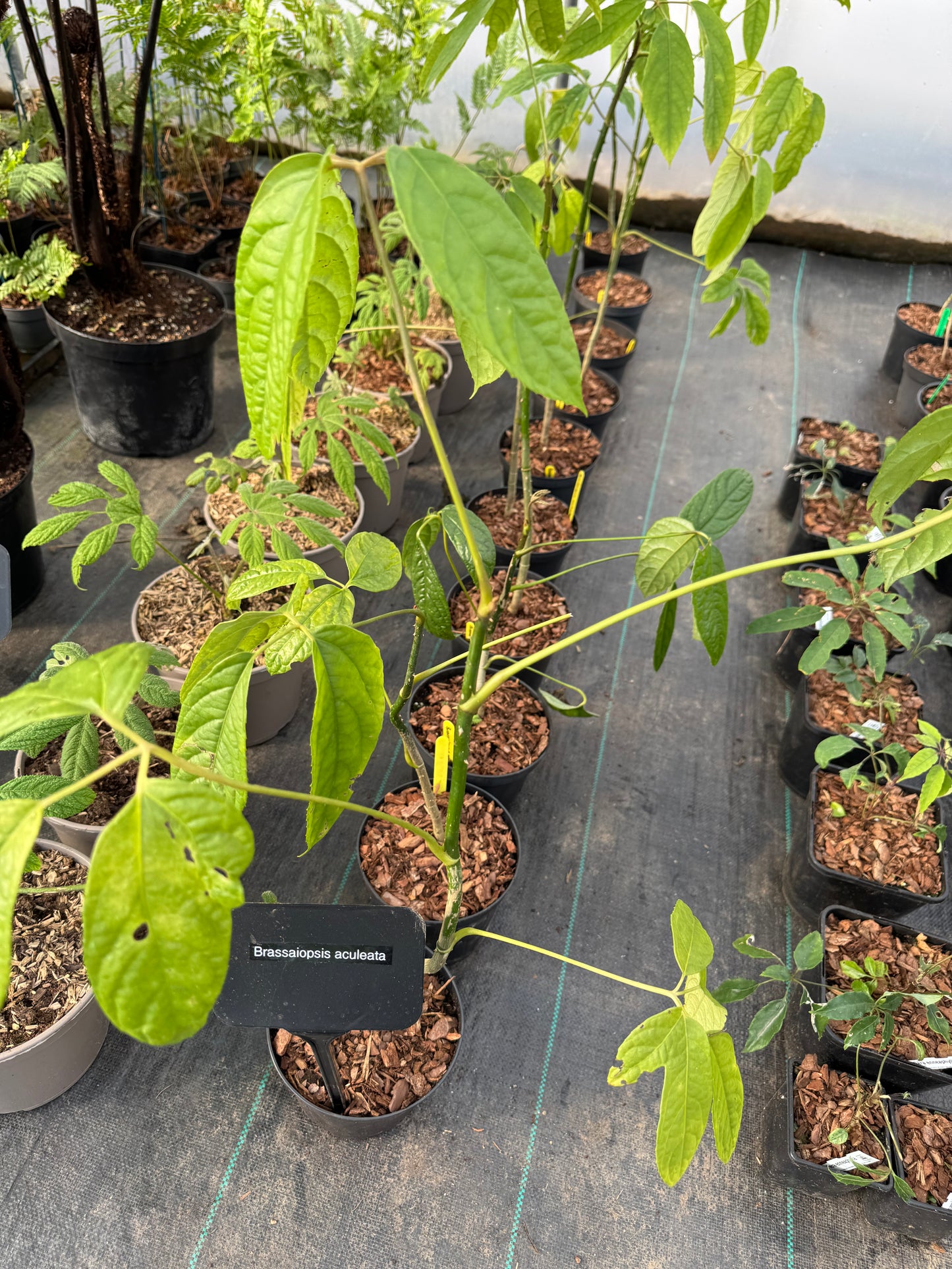 Brassaiopsis aculeata