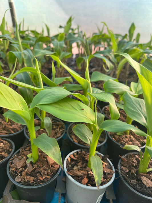 Musa basjoo triple pack