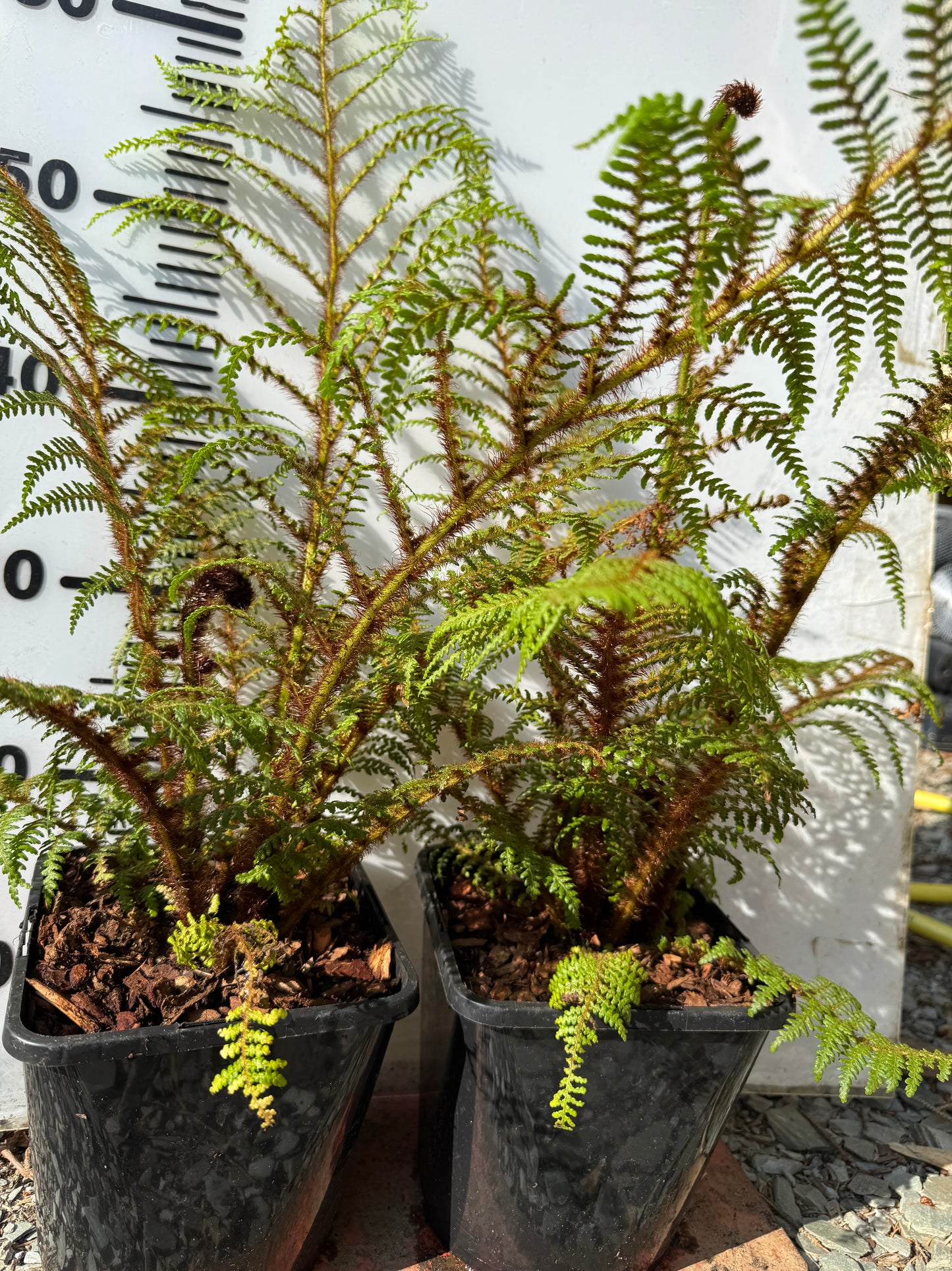 Cyathea highland lace large
