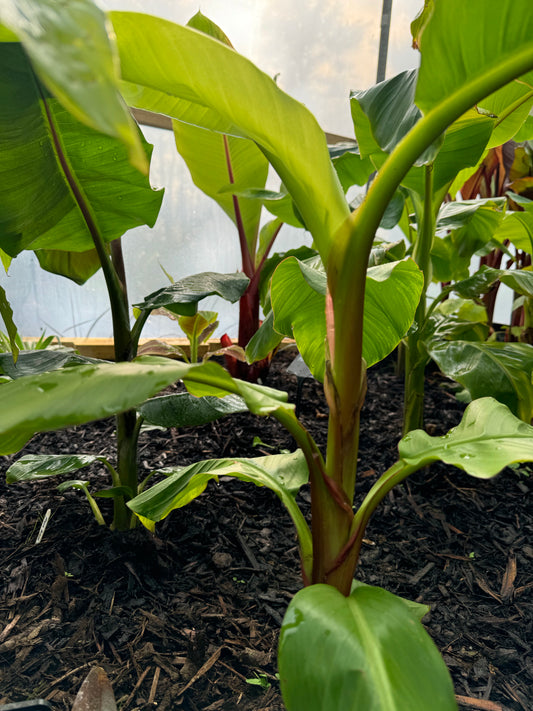 Musa itinerans var. xishuangbannaensis -  'Mekong Giant'
