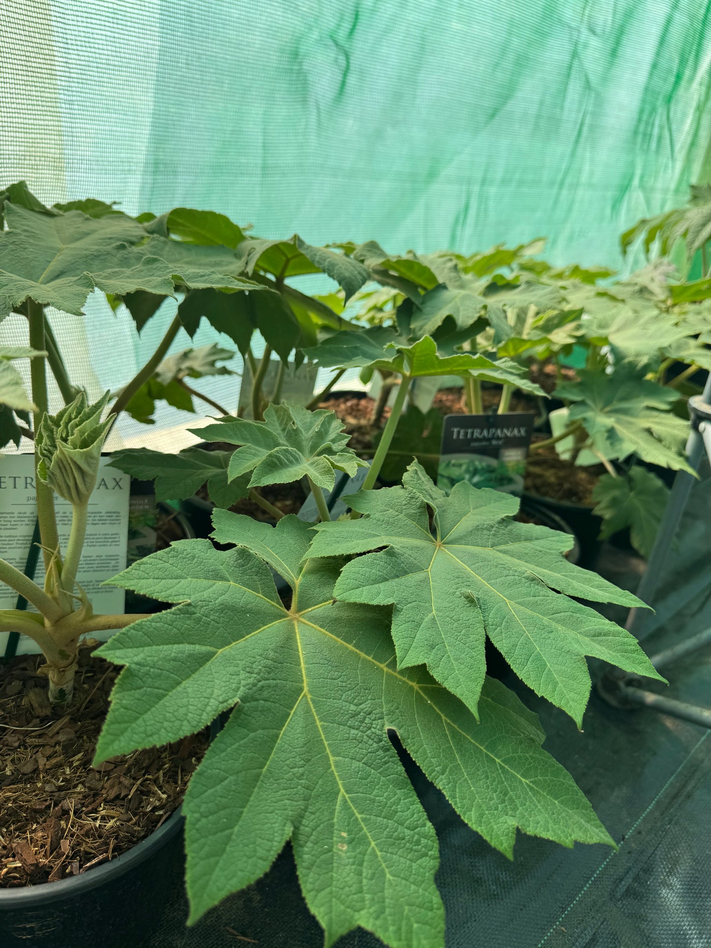 Tetrapanax papyrifer large