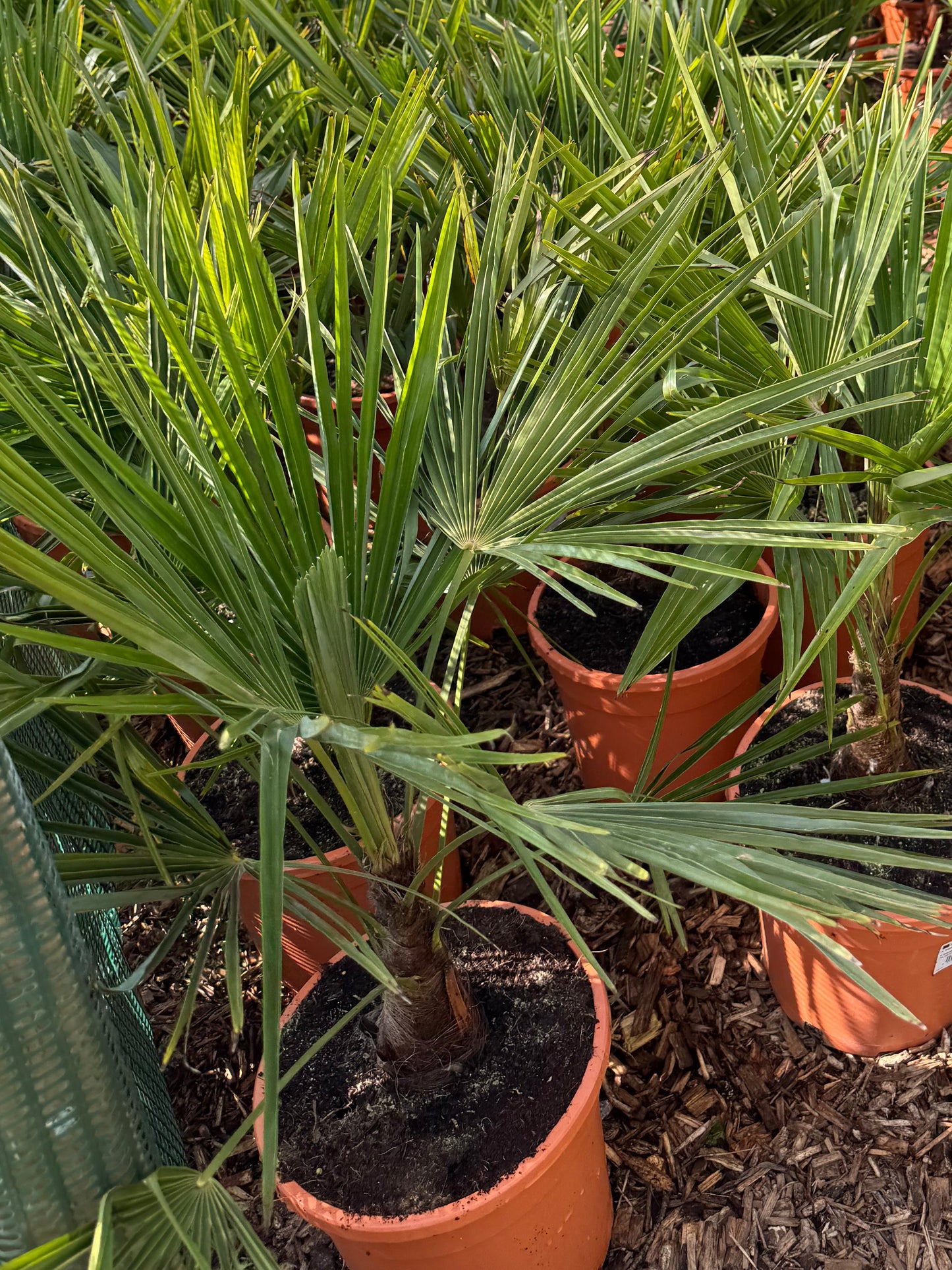 Trachycarpus fortunei