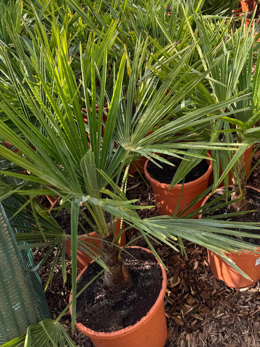 Trachycarpus fortunei