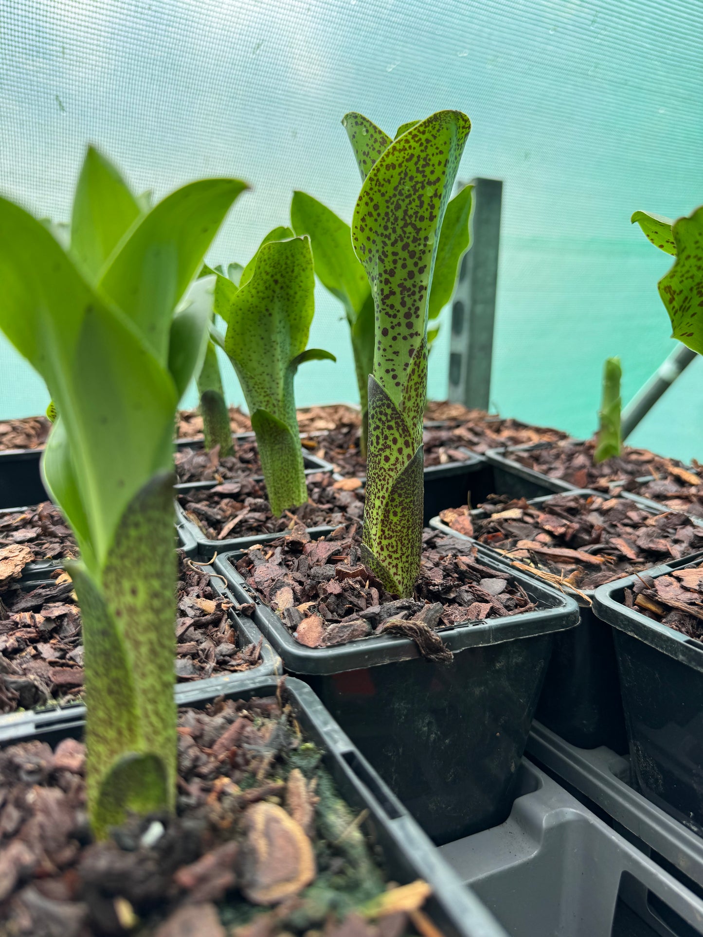 Eucomis bicolor