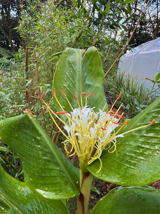 Hedychium ellipticum