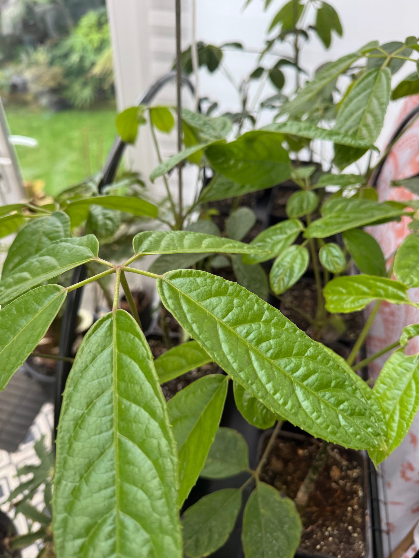 Brassaiopsis ex Myanmar