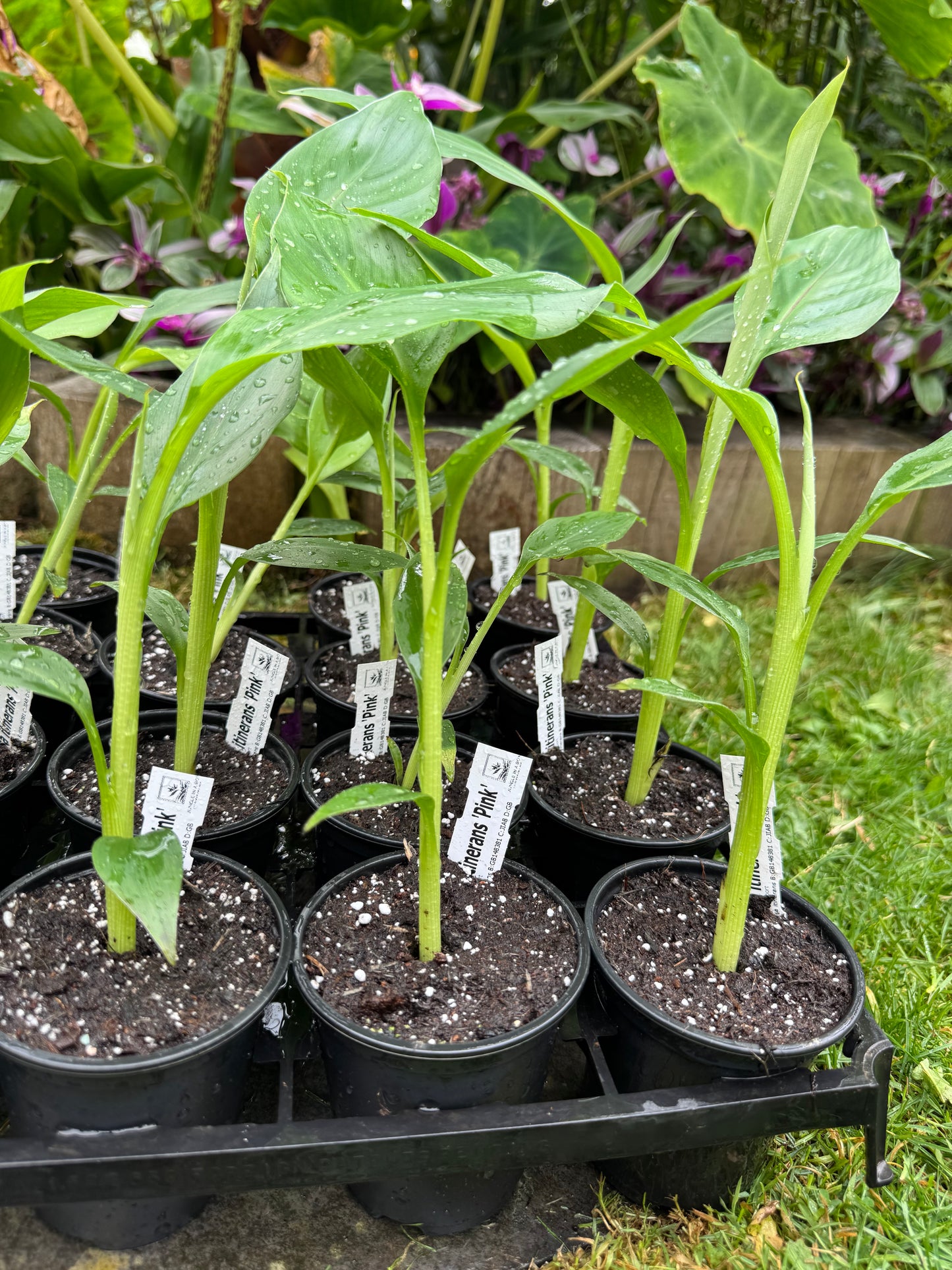 Musa itinerans 'Pink' – Yunnan Banana (9cm Pot)