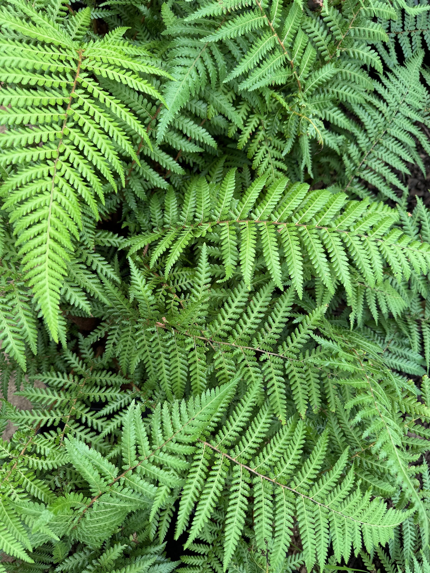 Dicksonia fibrosa Tree fern