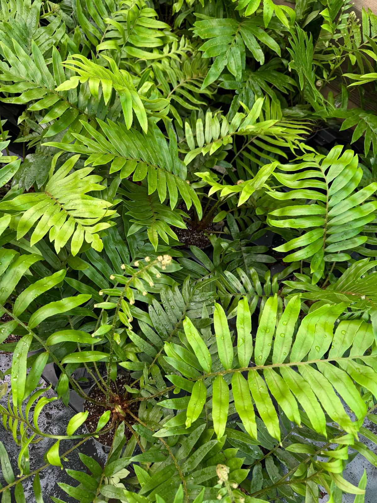 Blechnum tabulare – The Table Fern