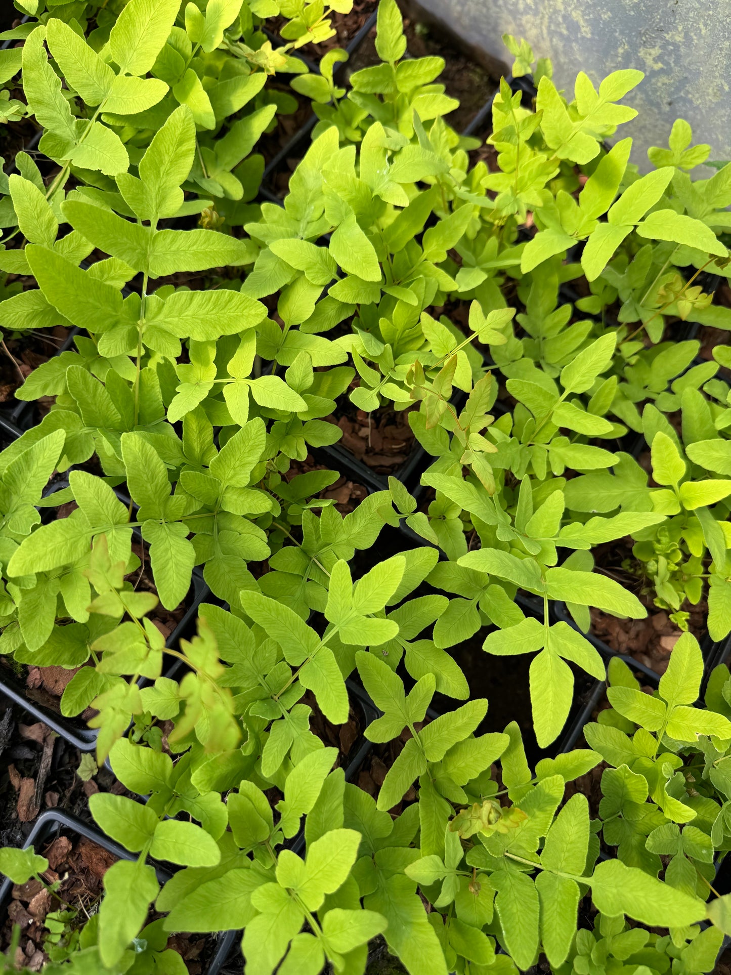 Osmunda regalis-Royal fern