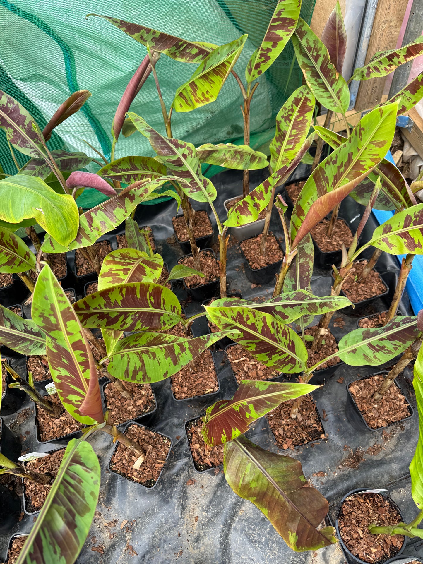 Musa acuminata 'Zebrina'