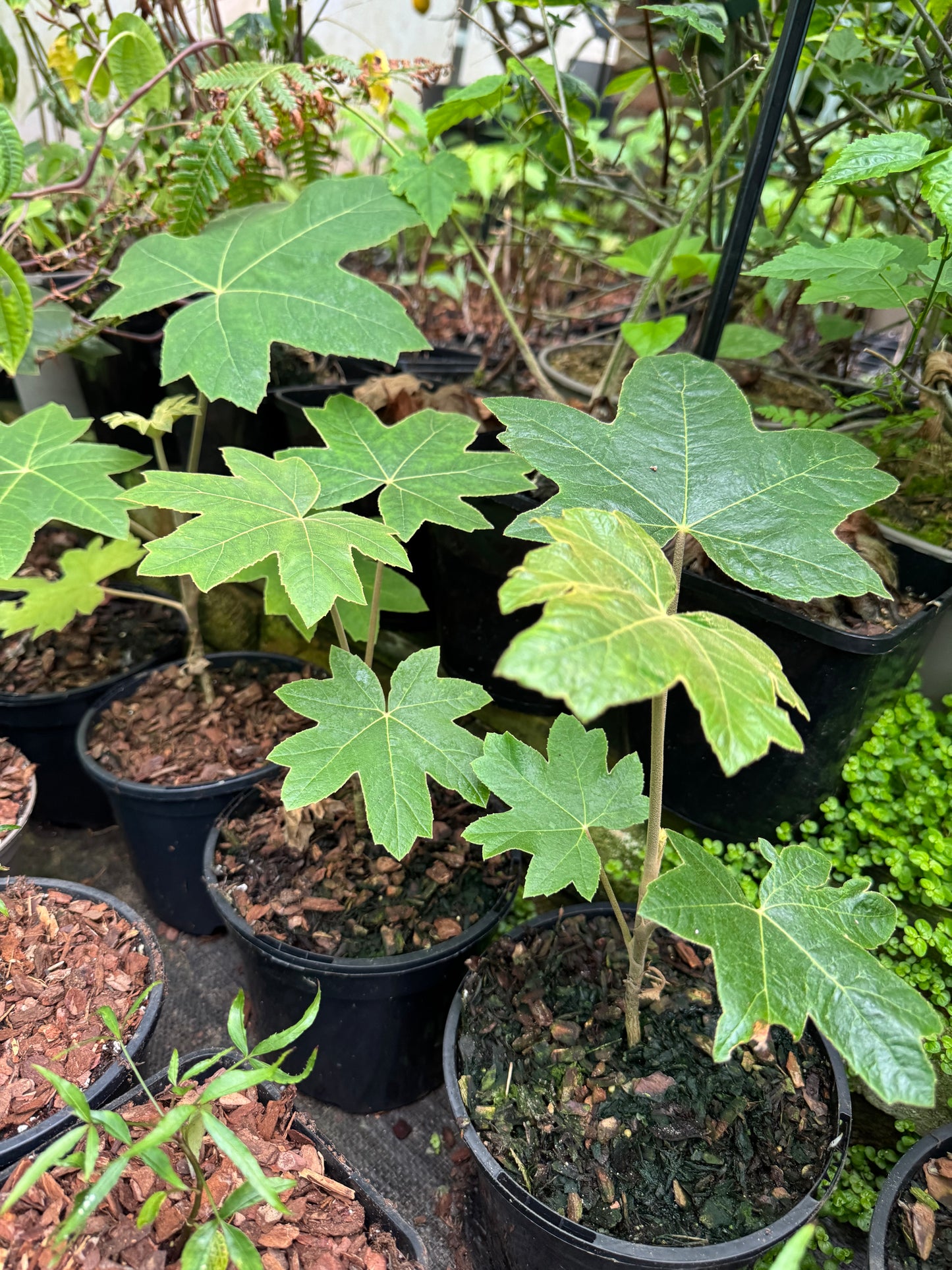 Tetrapanax Papyrifer Small