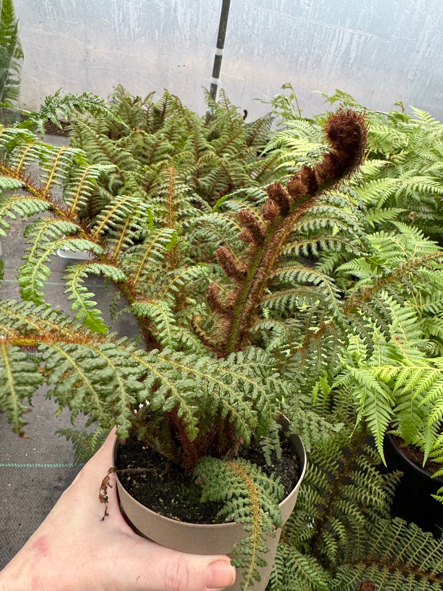 Cyathea Highland Lace medium