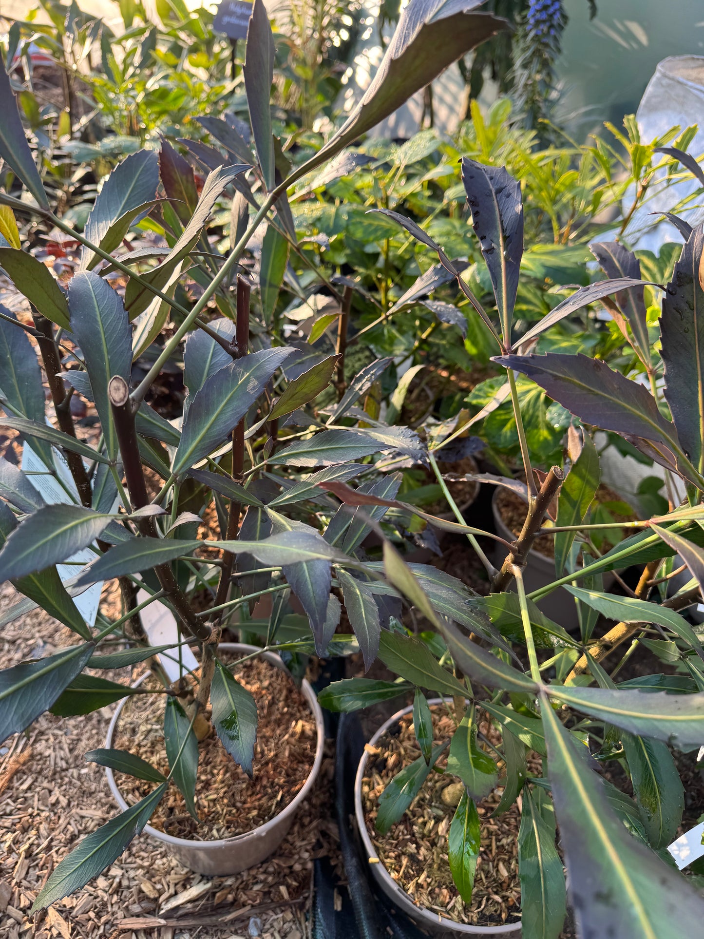 Pseudopanax lessonii ‘Dark Star’