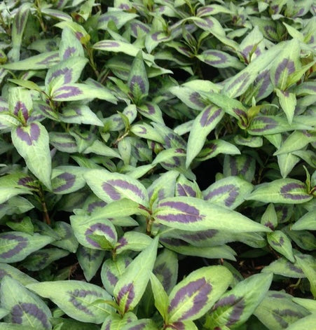 Persicaria odorata 'Vietnamese'