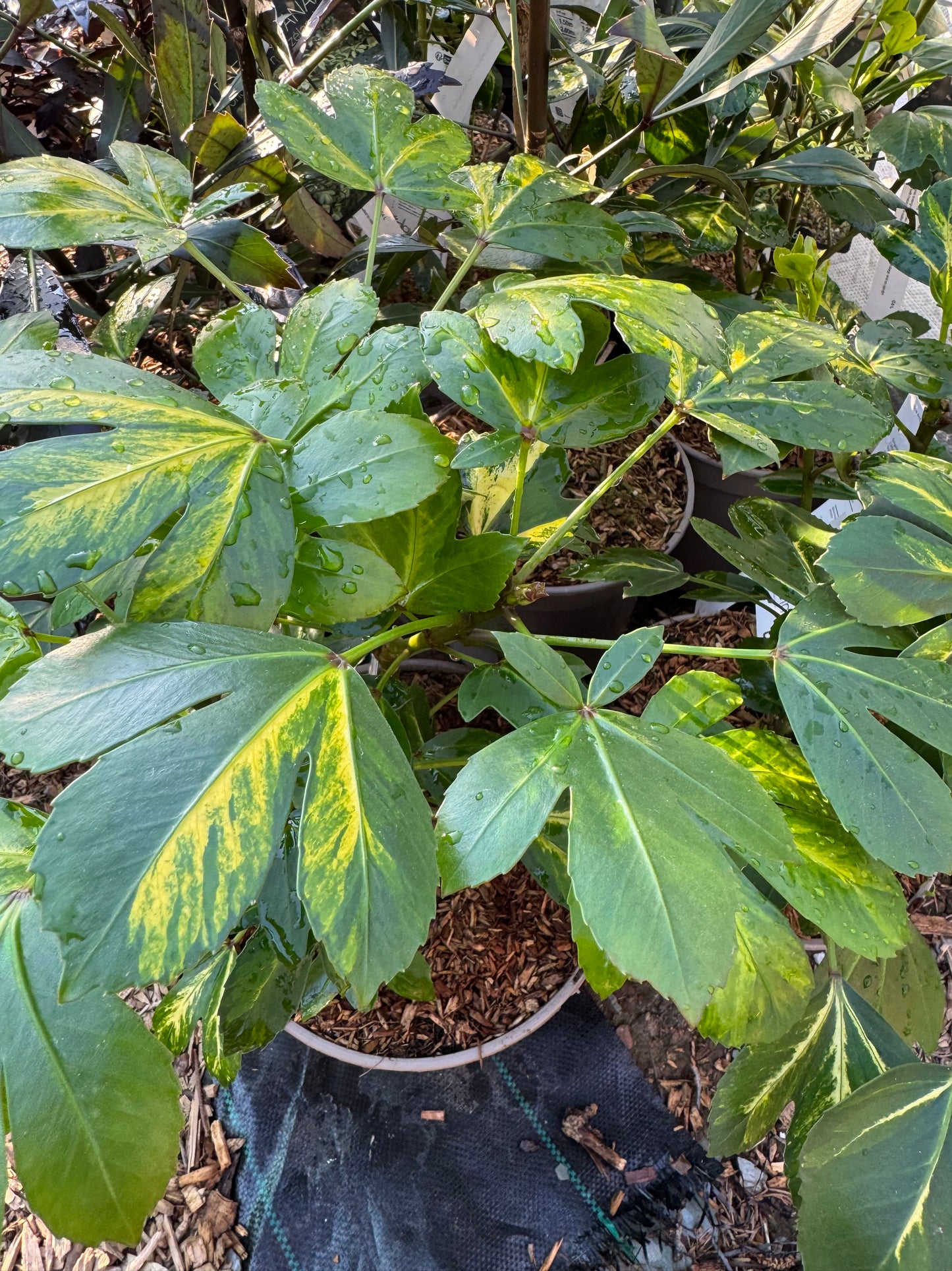 Pseudopanax lessonii ‘Gecko Gold’