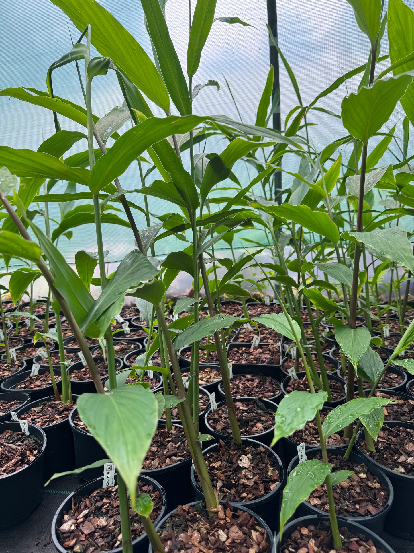 Hedychium coccineum