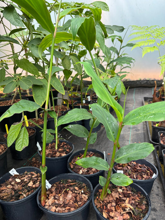 Hedychium marginatum