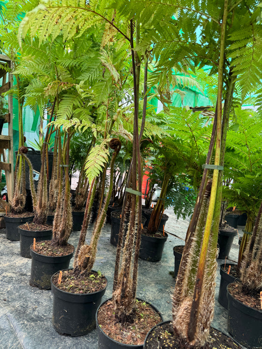 Cyathea Orange Giant