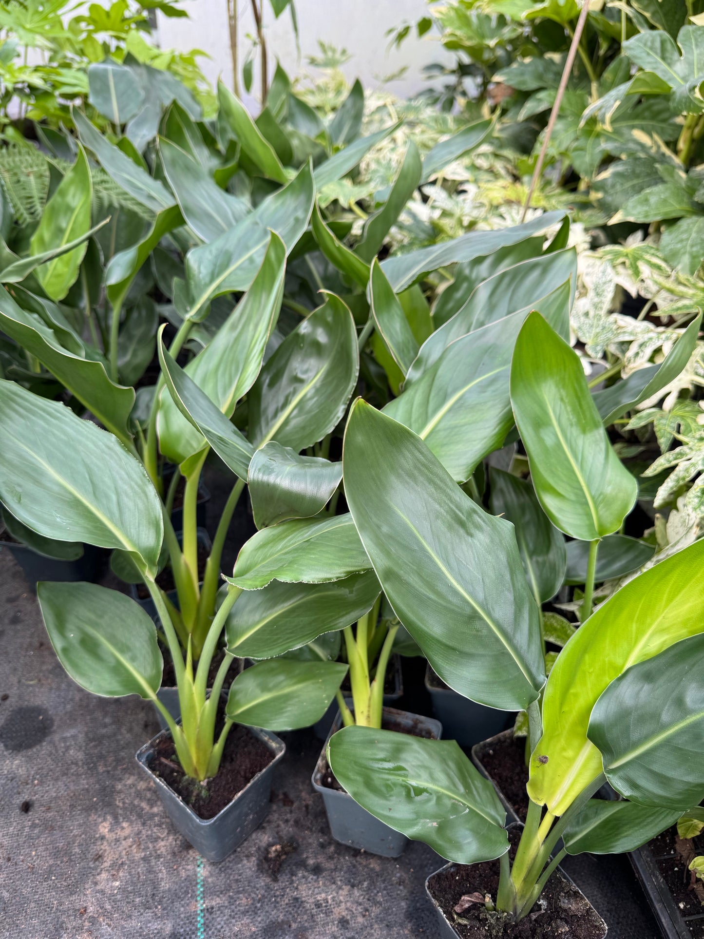 Strelitzia reginae | Bird of Paradise