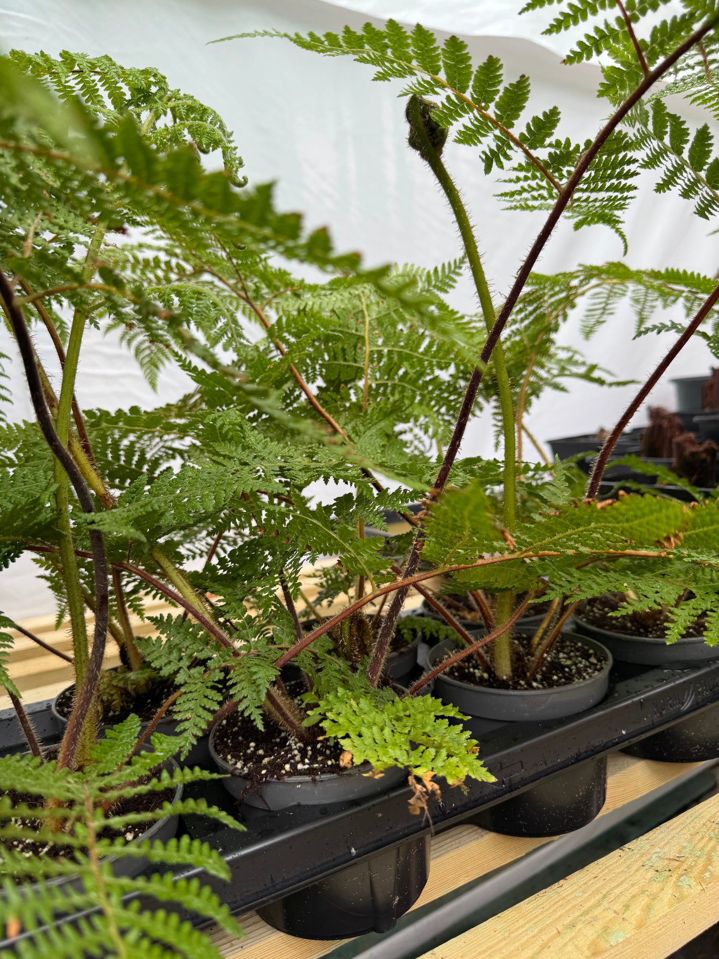 Cyathea medullaris medium
