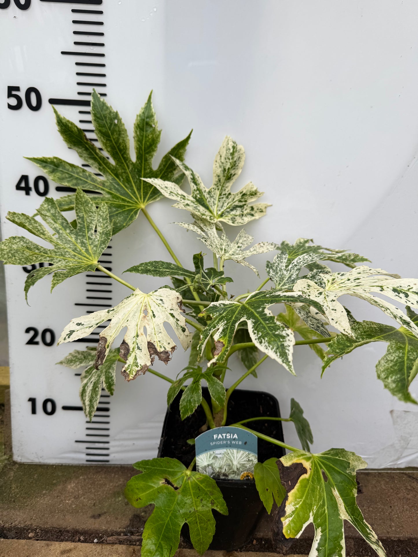 Fatsia Japonica Spiders Web