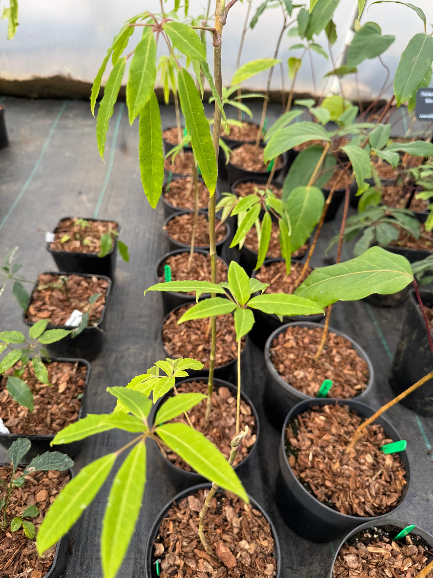 Schefflera brevipedicellata