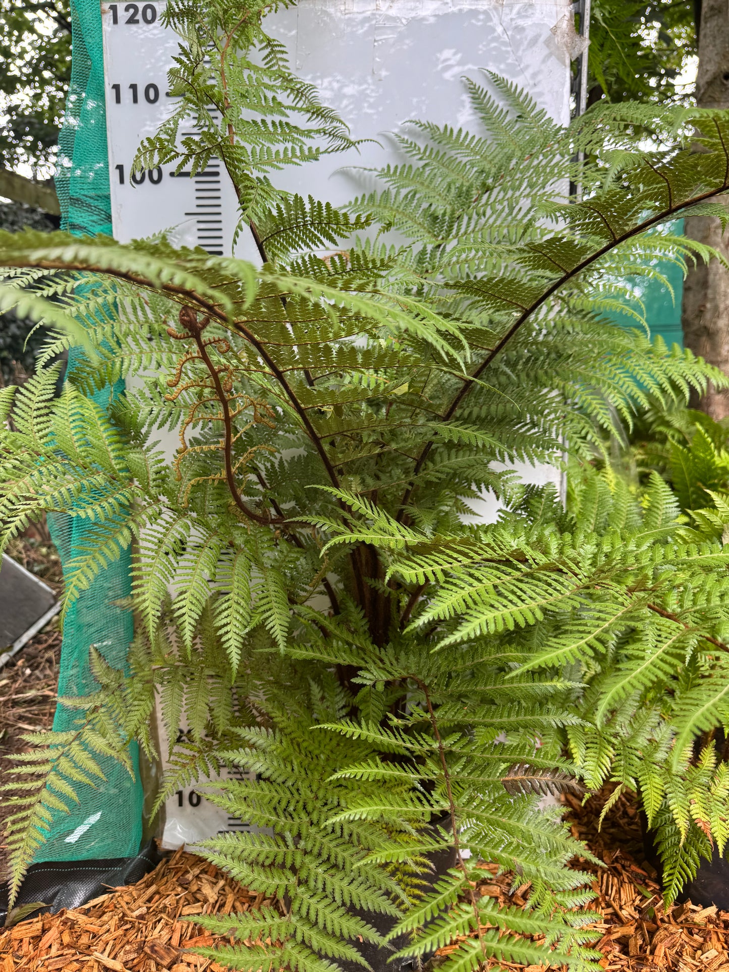 Dicksonia squarrosa Large (trunked)