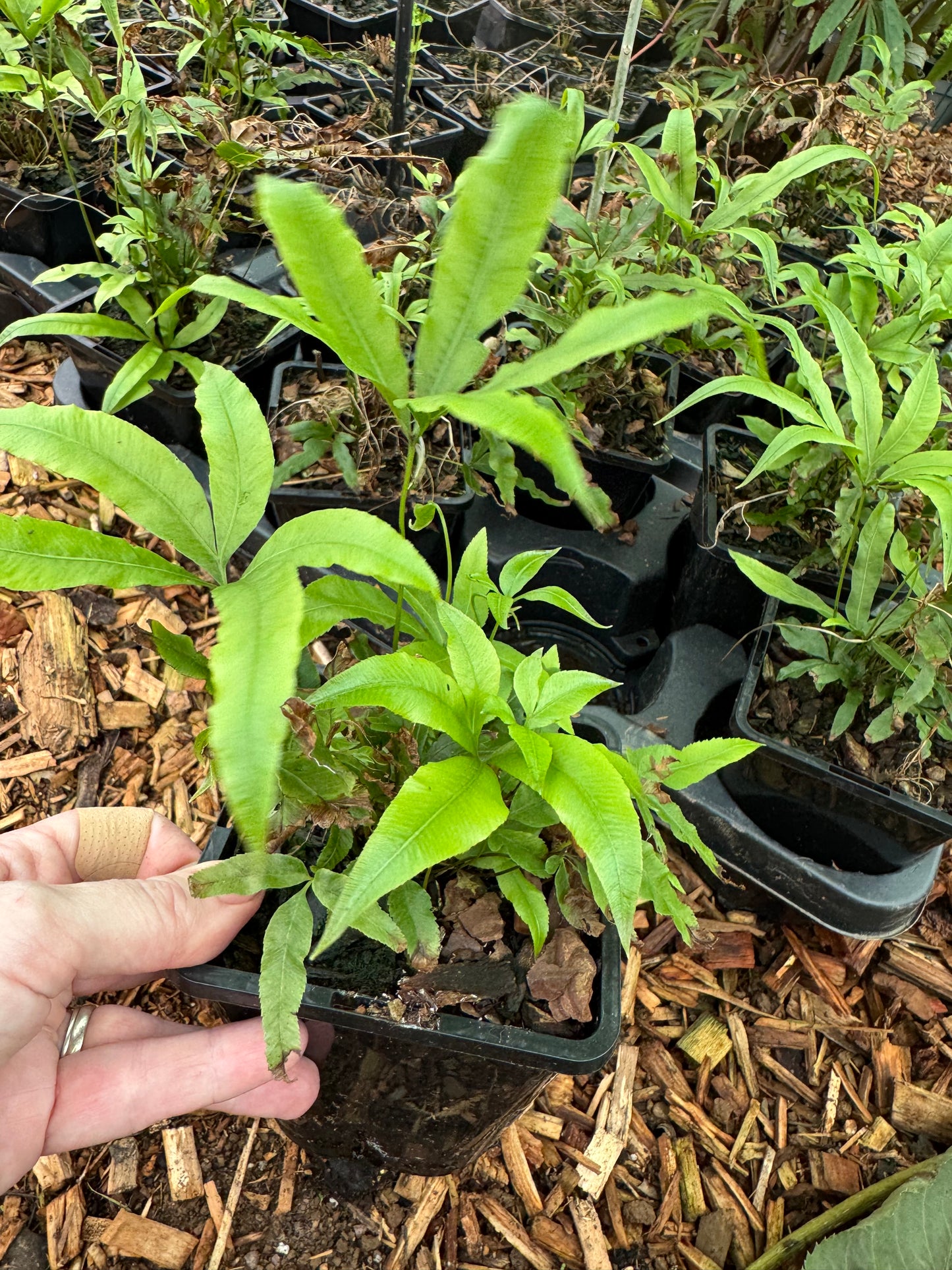 Pteris umbrosa- Jungle Brake Fern