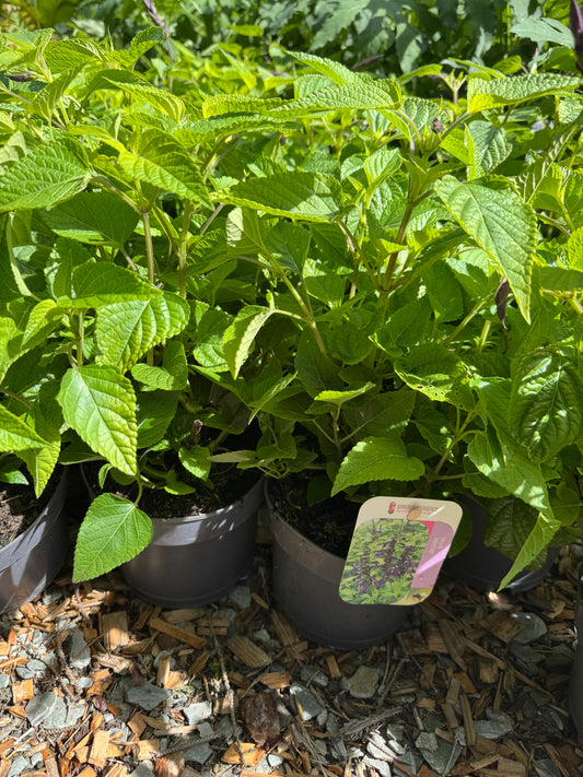 Salvia 'Amistad' large
