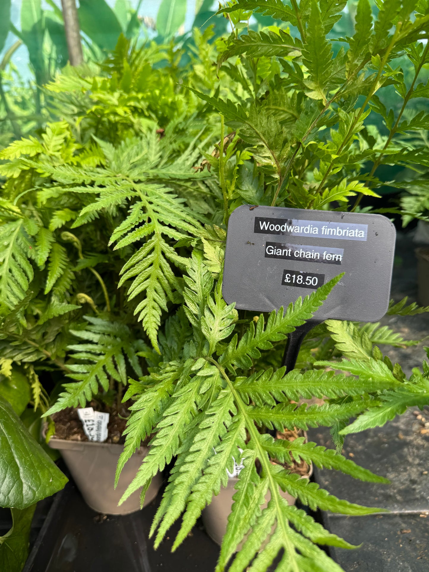 Woodwardia fimbriata