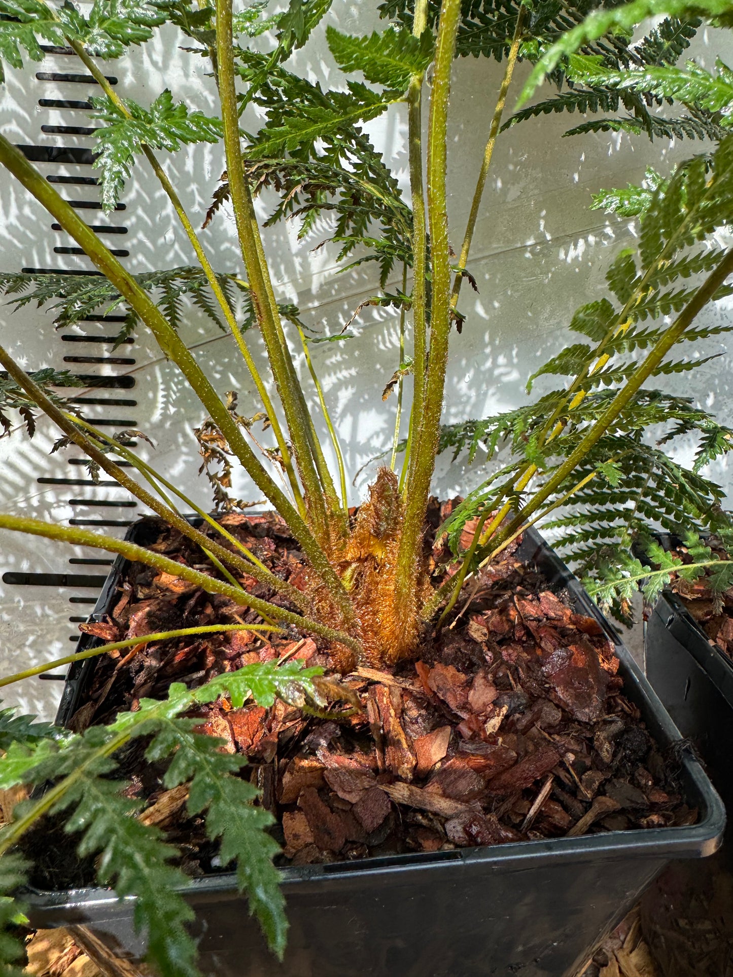 Dicksonia sellowiana