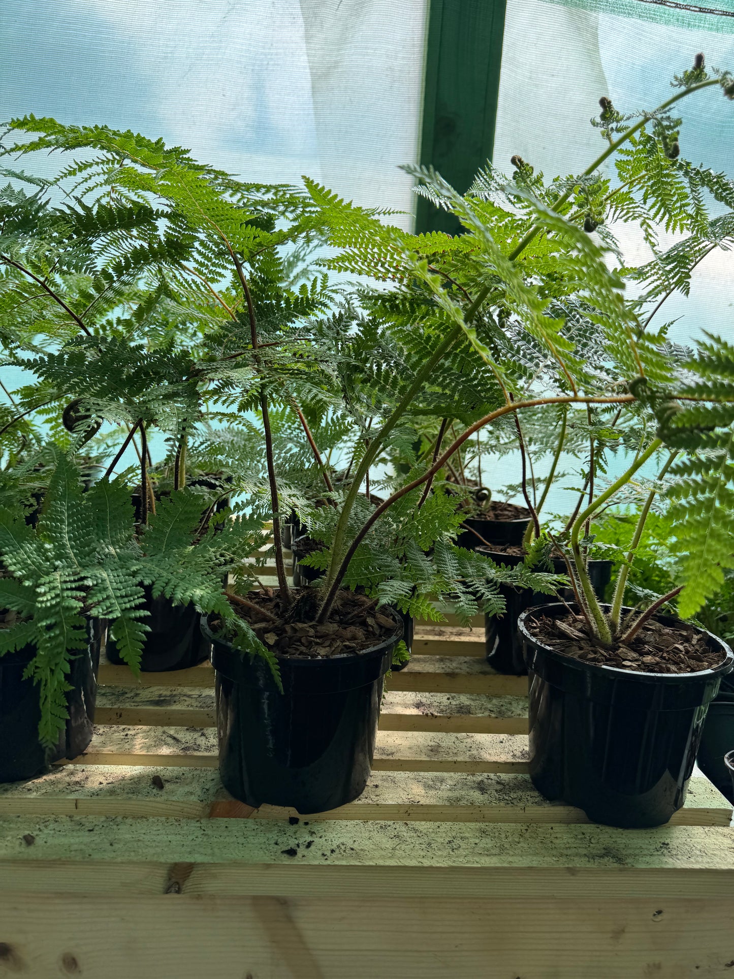 Cyathea medullaris medium