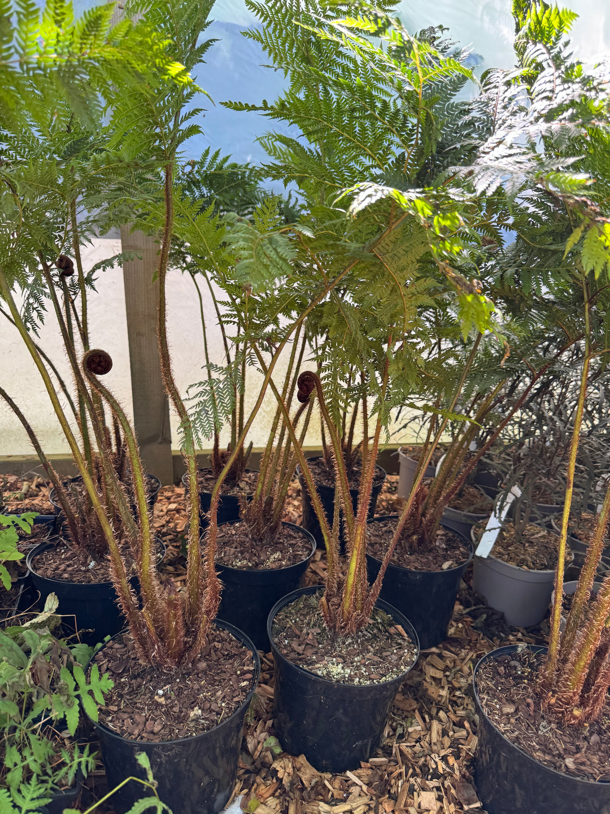 Cyathea cooperi sp dwarf red large
