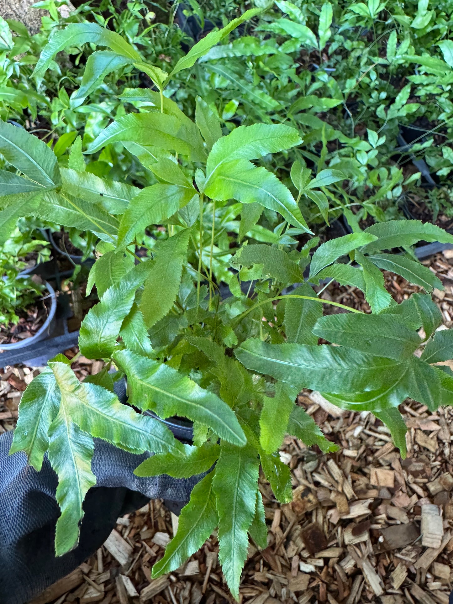 Pteris umbrosa- Jungle Brake Fern