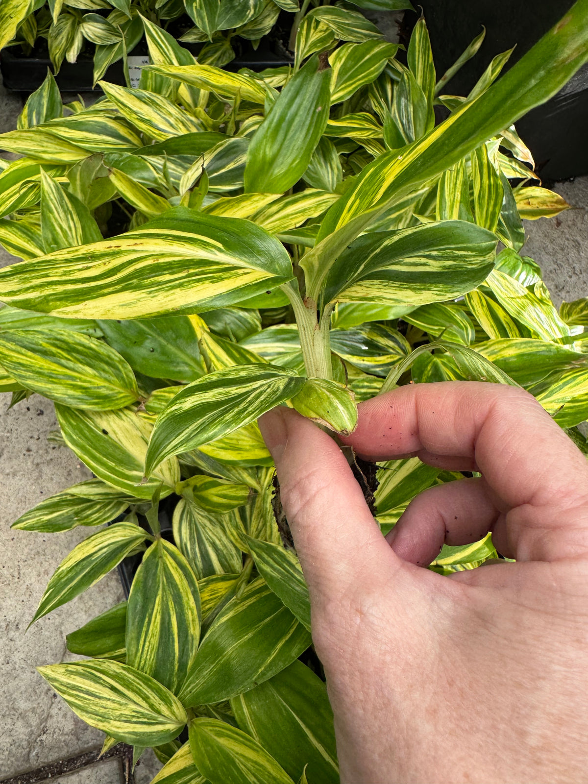 Alpinia zerumbet 'Variegata'