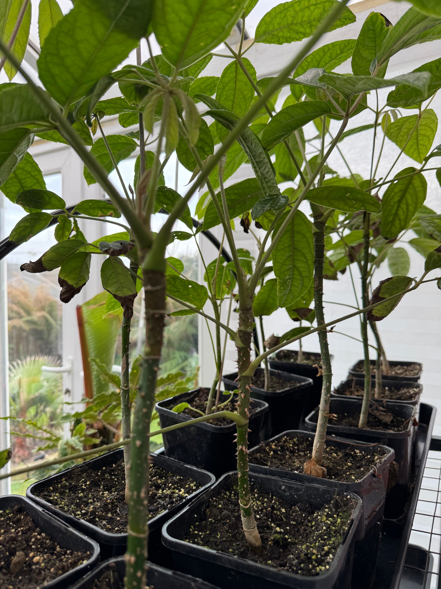 Brassaiopsis ex Myanmar