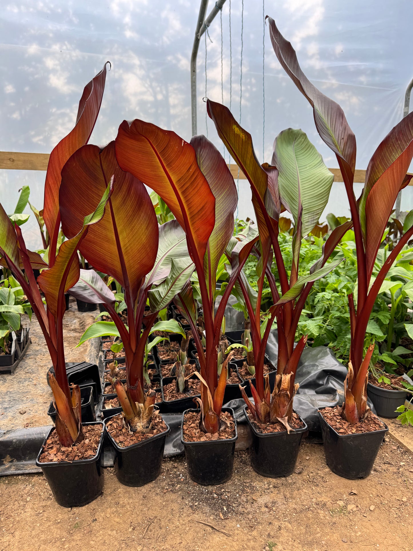 Ensete ventricosum maurelii (Large)