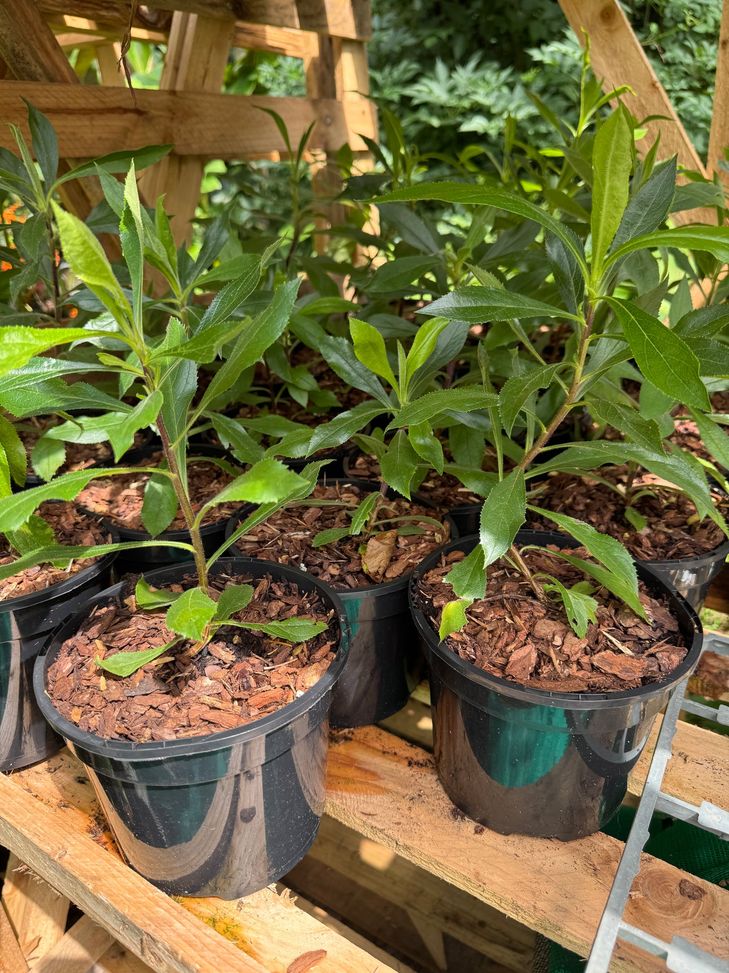 Isoplexis Canariensis medium