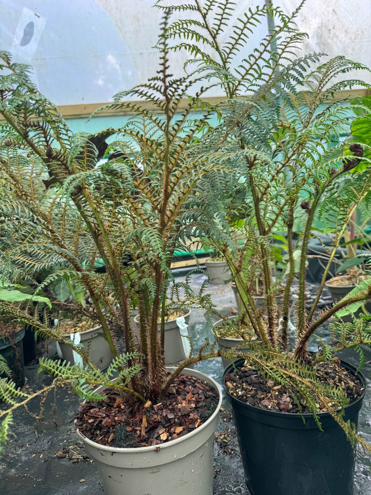 Cyathea highland lace extra large
