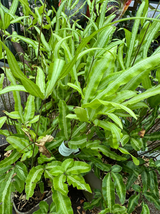 Pteris nipponica