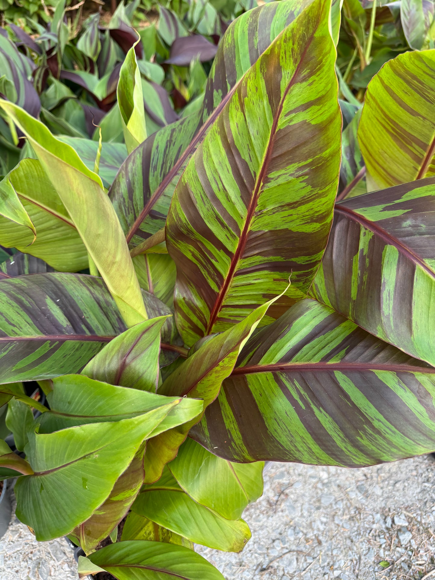 Musa Sikkimensis ‘Ever Red’